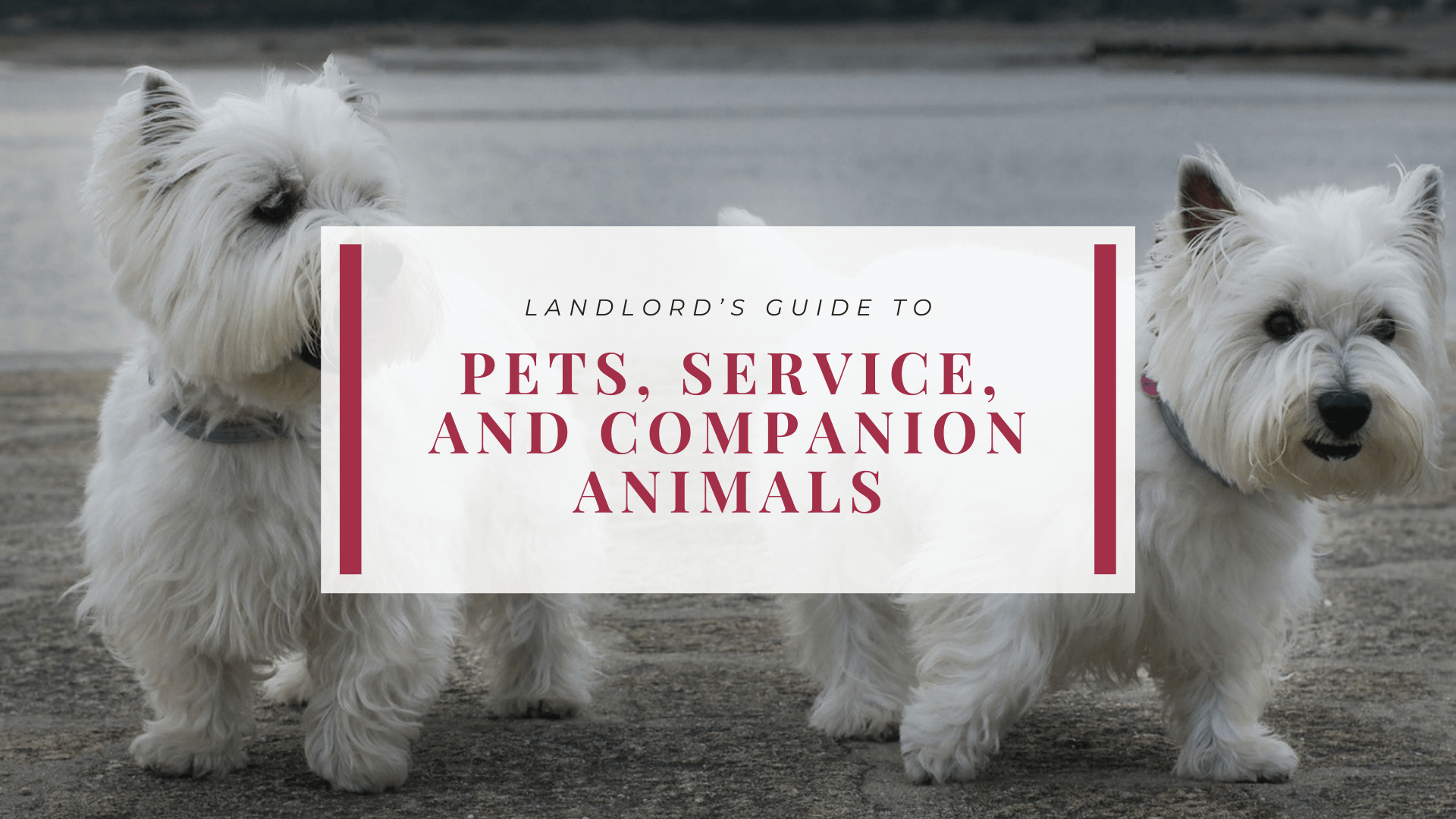 Kansas City Landlord’s Guide to Pets, Service, and Companion Animals